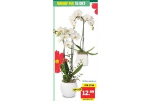 orchidee palmboom