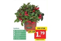 gaultheria