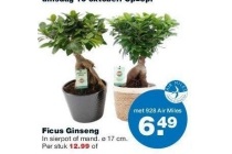 ficus giseng