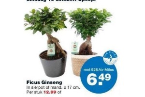 ficus giseng