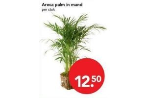 areca palm in mand