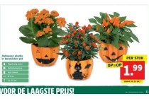 halloween plantje in keramieken pot