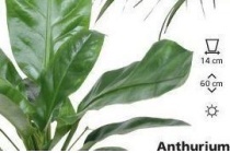 anthurium jungle king