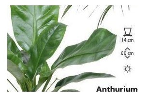 anthurium jungle king