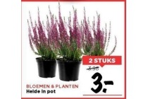 heide in pot