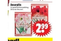 amaryllis