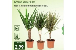 groene kamerplant