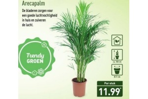 arecapalm