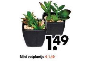 mini vetplantje