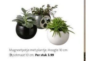 magneetpotje