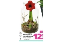 amaryllis in decoratieglas