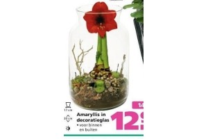 amaryllis in decoratieglas