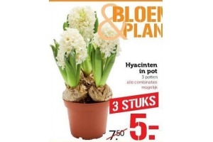 hyacinthen in pot