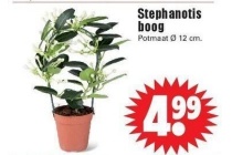 stephanotis boog