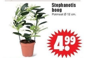 stephanotis boog