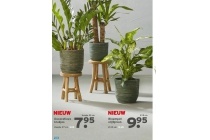 decoratieve krukjes