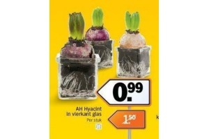 ah hyacint in vierkant glas