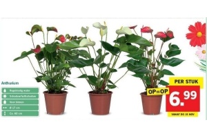 anthurium