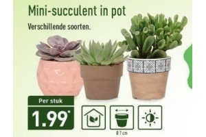 mini succulent in pot