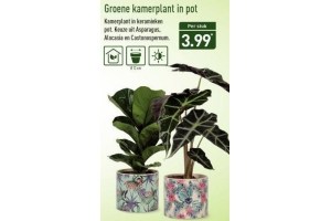 groene kamerplant in pot