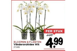 vlinderorchidee wit