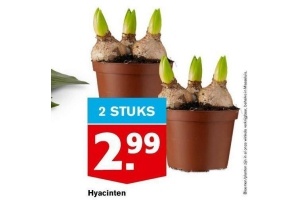 hyacinten 2 stuks