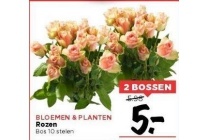 bloemen en planten