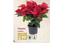 poinsettia