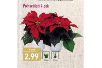 poinsettia s 4 pak