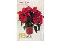 poinsettia xxl rood