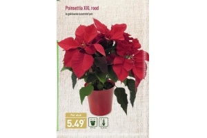 poinsettia xxl rood