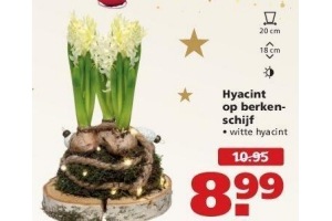 hyacint op berkenschijf