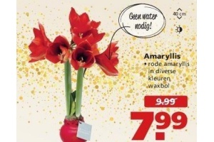 amaryllis