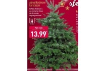 abies noordmann kerstboom