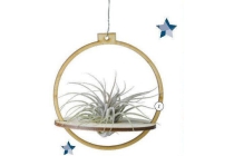 houten hanger met tillandsia