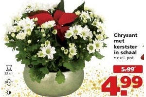 chrysant met kerstster in schaal