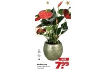 anthurium