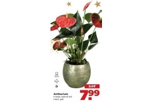 anthurium