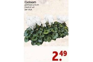 cyclaam