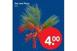 ilex met pinus