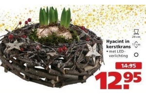 hyacint in kerstkrans