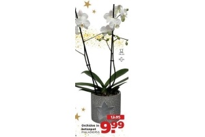 orchidee in betonpot