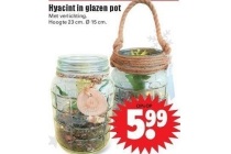 hyacint in pot