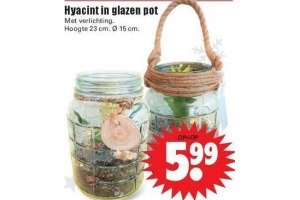 hyacint in pot