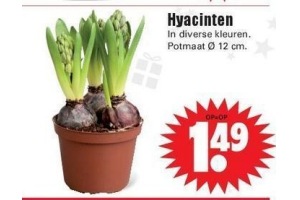 hyacinten