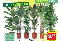 kamerplant