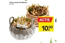 grote mand met muscari