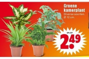 groene kamerplant