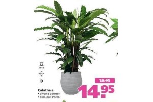 calathea