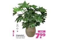 vingerplant fatsia japonica